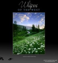 DAISIES ON SNOWY RANGE PASS 